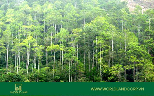 Đất rừng sản xuất là gì? Có nên mua đất rừng sản xuất?